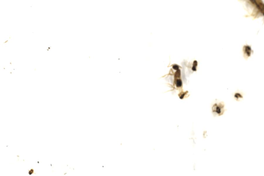 Image 101